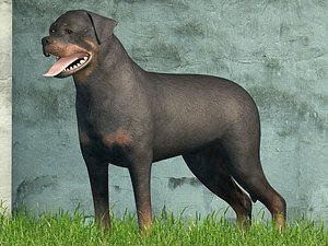 rottweiler blender 3d model