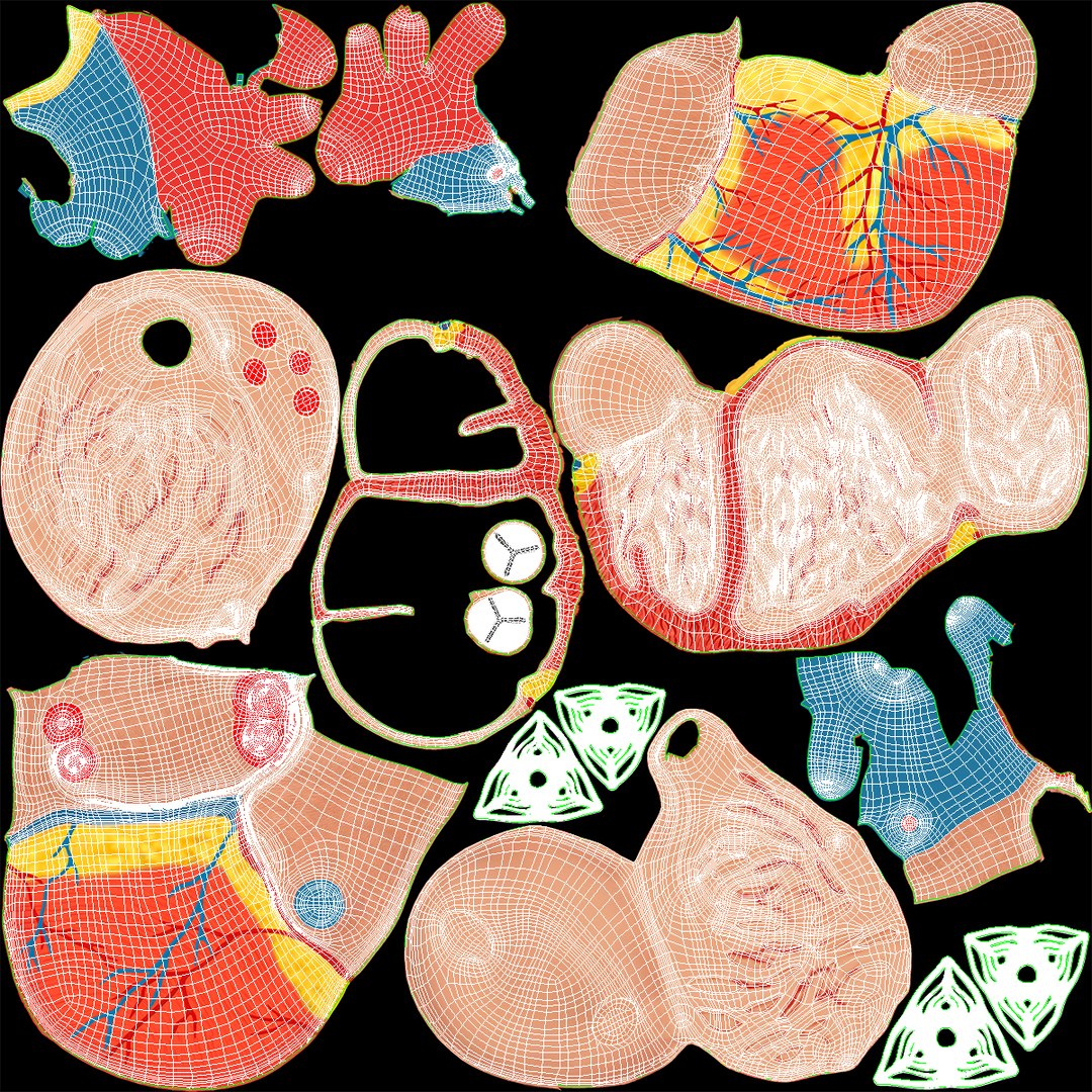 Dissectible Human Heart Anatomy Model 3D model https://p.turbosquid.com/ts-thumb/Vf/Amczog/Hy/dissectible_human_heart_anatomy_model_017/jpg/1793049956/1920x1080/fit_q87/410557254d828a0fbacdf627b9582d1ec696e62e/dissectible_human_heart_anatomy_model_017.jpg