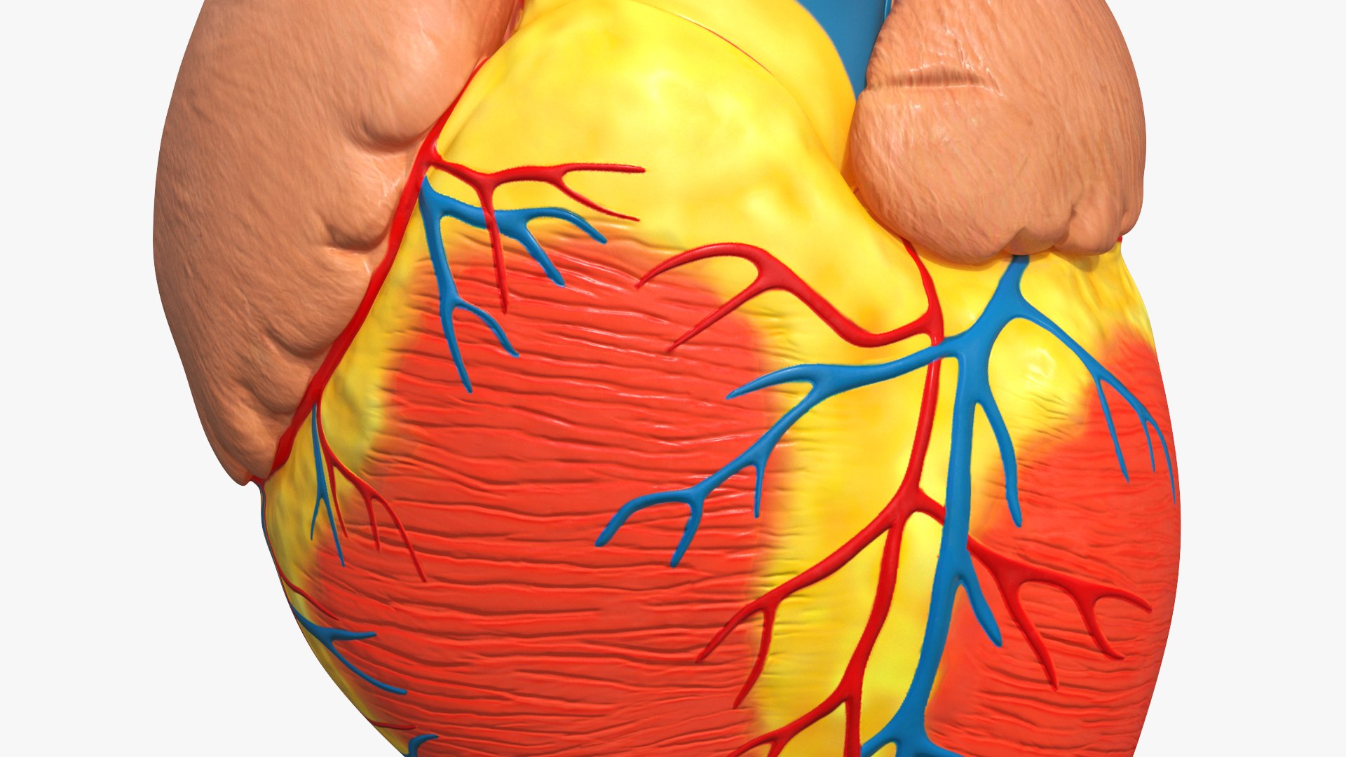 Dissectible Human Heart Anatomy Model 3D model https://p.turbosquid.com/ts-thumb/Vf/Amczog/Iq/dissectible_human_heart_anatomy_model_006/jpg/1793049915/1920x1080/fit_q87/6325061b9d222ed7ffcb61b361203e6c1a5546dc/dissectible_human_heart_anatomy_model_006.jpg