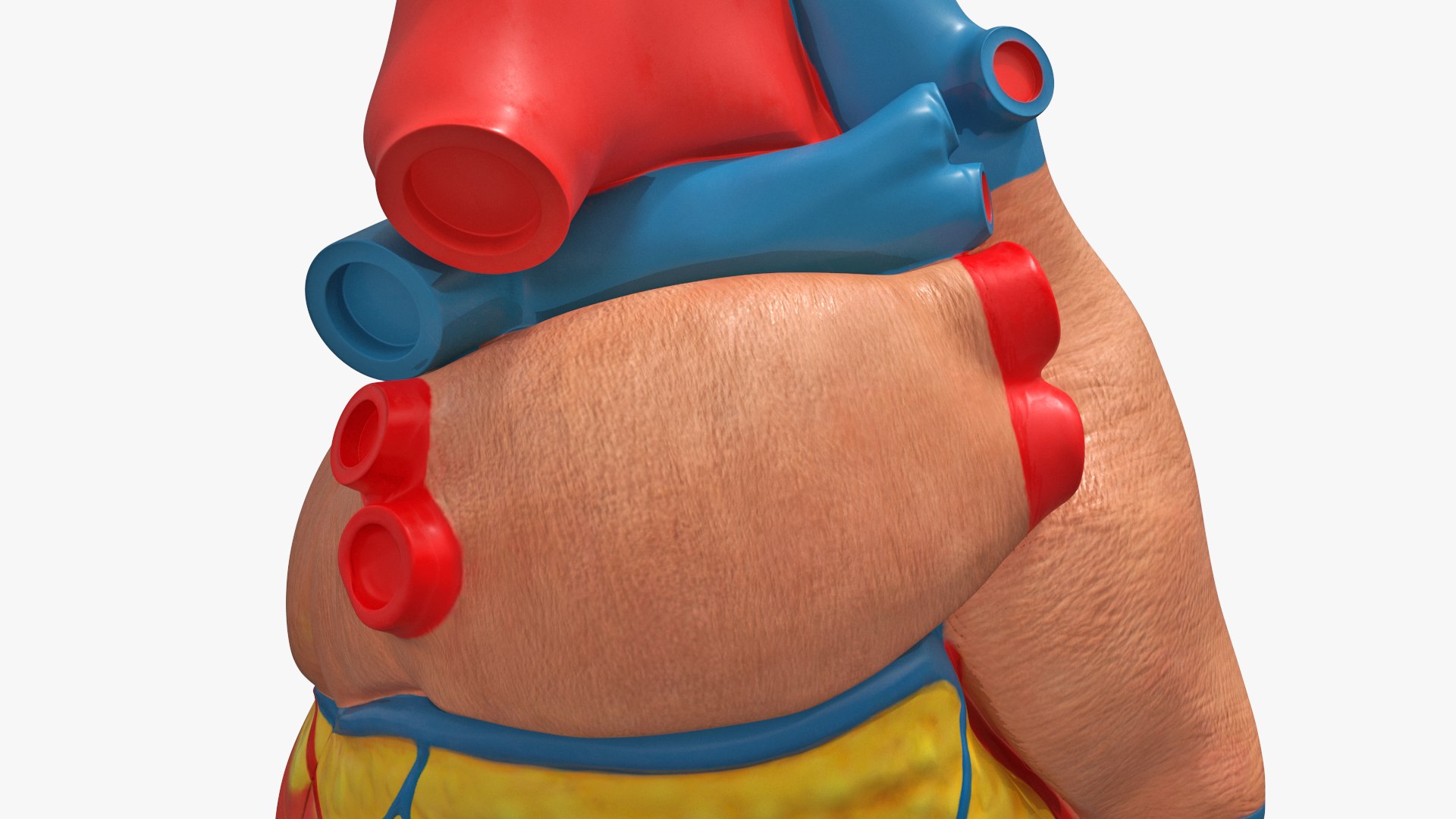 Dissectible Human Heart Anatomy Model 3D model https://p.turbosquid.com/ts-thumb/Vf/Amczog/N0/dissectible_human_heart_anatomy_model_007/jpg/1793049919/1920x1080/fit_q87/32b9f2c440d99a016ad528d97873b57215748264/dissectible_human_heart_anatomy_model_007.jpg