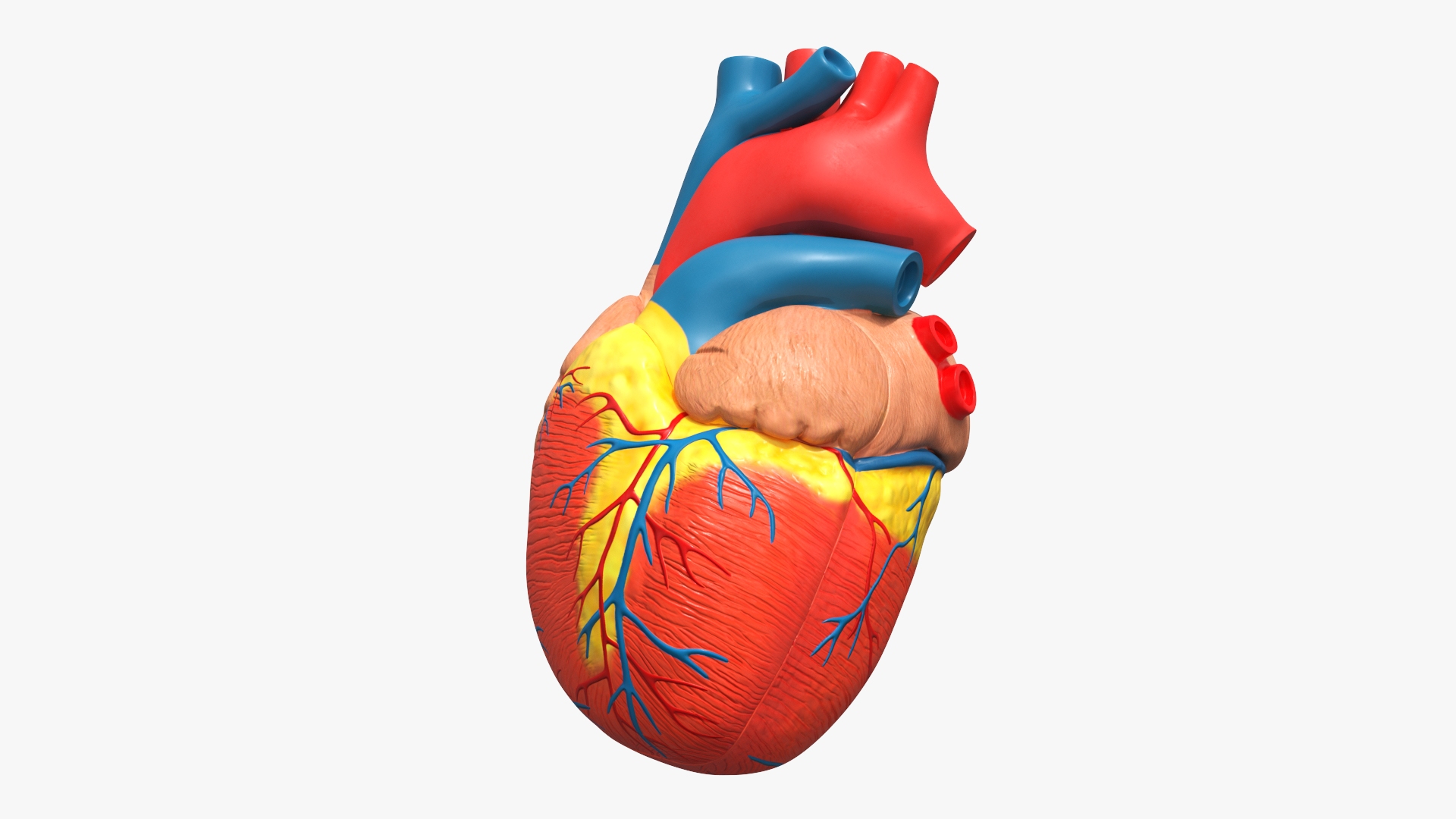 Dissectible Human Heart Anatomy Model 3D model https://p.turbosquid.com/ts-thumb/Vf/Amczog/Rw/dissectible_human_heart_anatomy_model_360/jpg/1793049825/1920x1080/turn_fit_q99/1fa72c6aa54df8687707a7cf5572f7adb3b79f43/dissectible_human_heart_anatomy_model_360-1.jpg