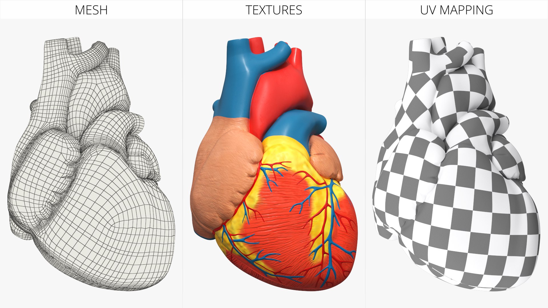 Dissectible Human Heart Anatomy Model 3D model https://p.turbosquid.com/ts-thumb/Vf/Amczog/lR/dissectible_human_heart_anatomy_model_011/jpg/1793049935/1920x1080/fit_q87/592818bd70c88c1993bcdb57307bdd6d6eb1d3fb/dissectible_human_heart_anatomy_model_011.jpg