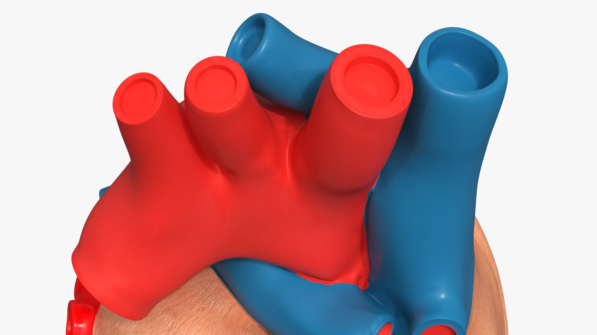 Dissectible Human Heart Anatomy Model 3D model https://p.turbosquid.com/ts-thumb/Vf/Amczog/uN/dissectible_human_heart_anatomy_model_008/jpg/1793049923/1920x1080/fit_q87/3fd33478addfc7c2c9437a460f6007dc6a73d57a/dissectible_human_heart_anatomy_model_008.jpg