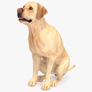 Begging White Labrador Dog Pose Animated Rigged 3D model