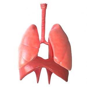 3D human lungs