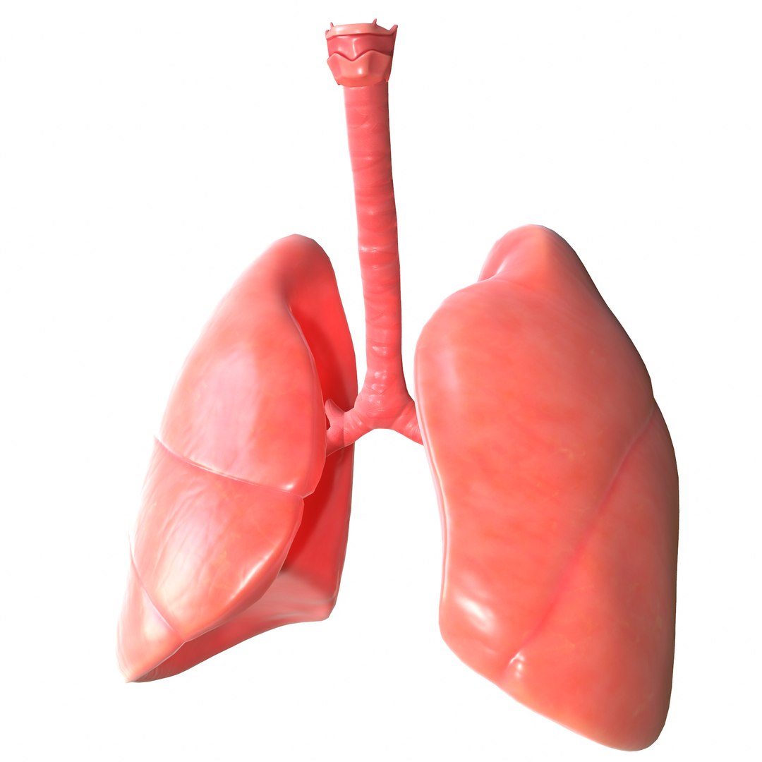 3D Human Lungs - TurboSquid 1647193