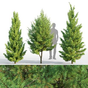 3D juniper juniperus