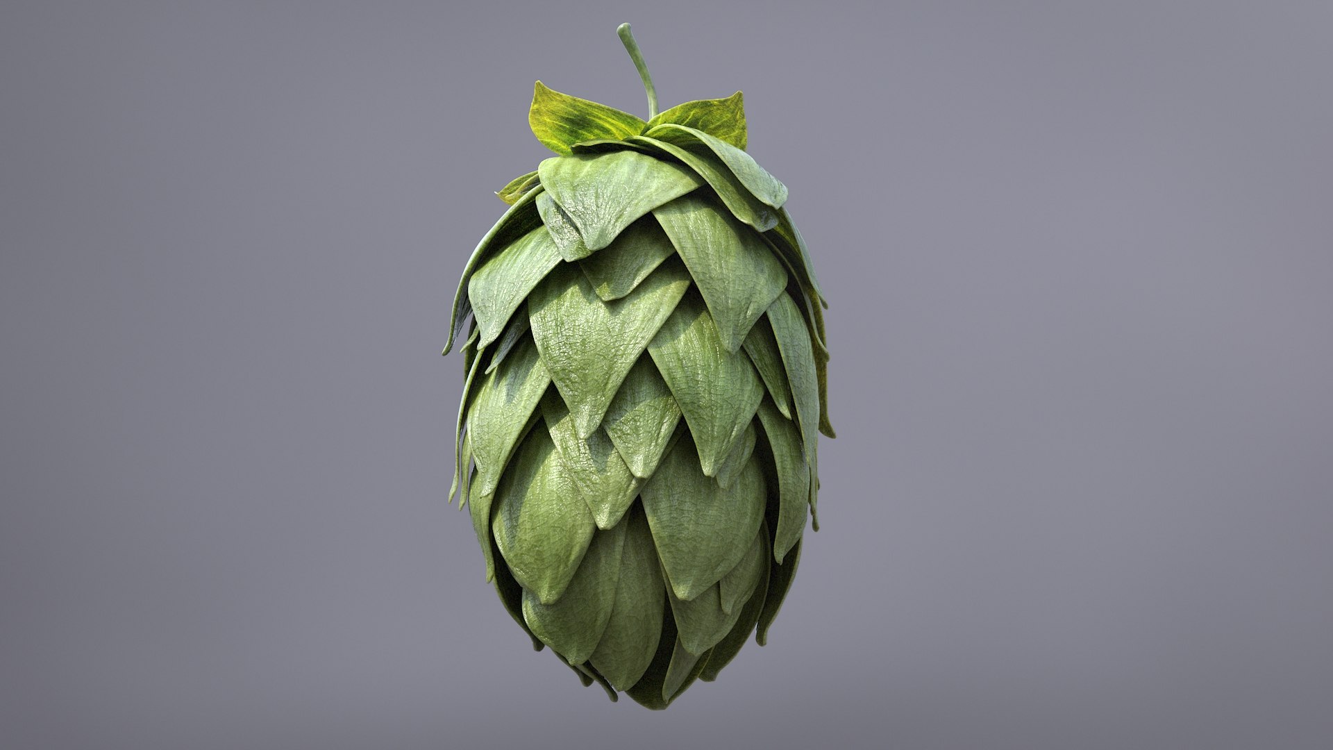 3D model hops real bract https://p.turbosquid.com/ts-thumb/Vf/b2g8rL/WNoQqEK1/hops_01_beauty.0032/jpg/1585164292/1920x1080/fit_q87/9d5e032d2fbd22b82dba0ff485d857a10f8dfec1/hops_01_beauty.0032.jpg