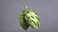 Houblon