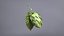 Houblon