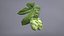 Houblon