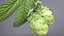 Houblon