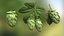 Houblon