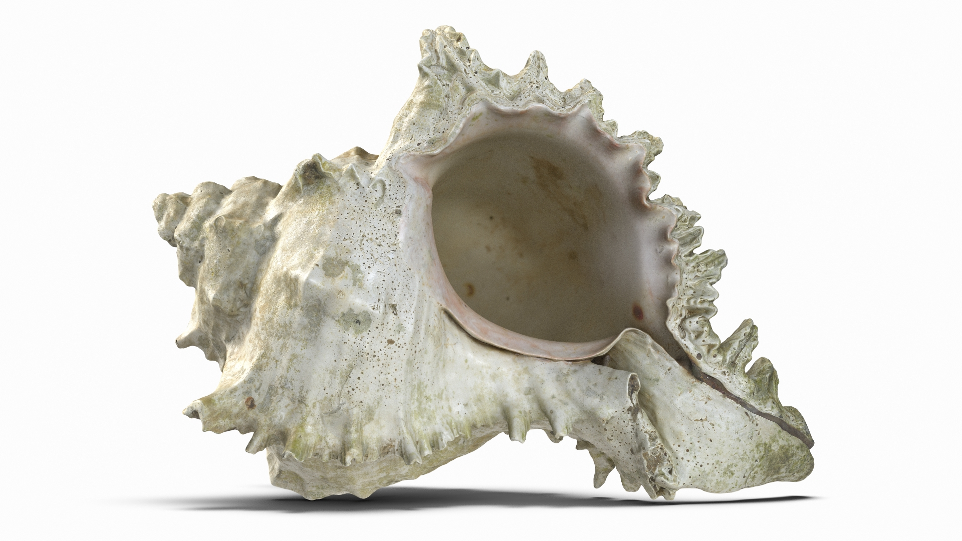 snail shell 3D https://p.turbosquid.com/ts-thumb/Vf/kiC4Jg/oI0xmTRE/seashell25/jpg/1604177653/1920x1080/turn_fit_q99/ae16404aa286caf6aed4cc3976f349939efd9380/seashell25-1.jpg