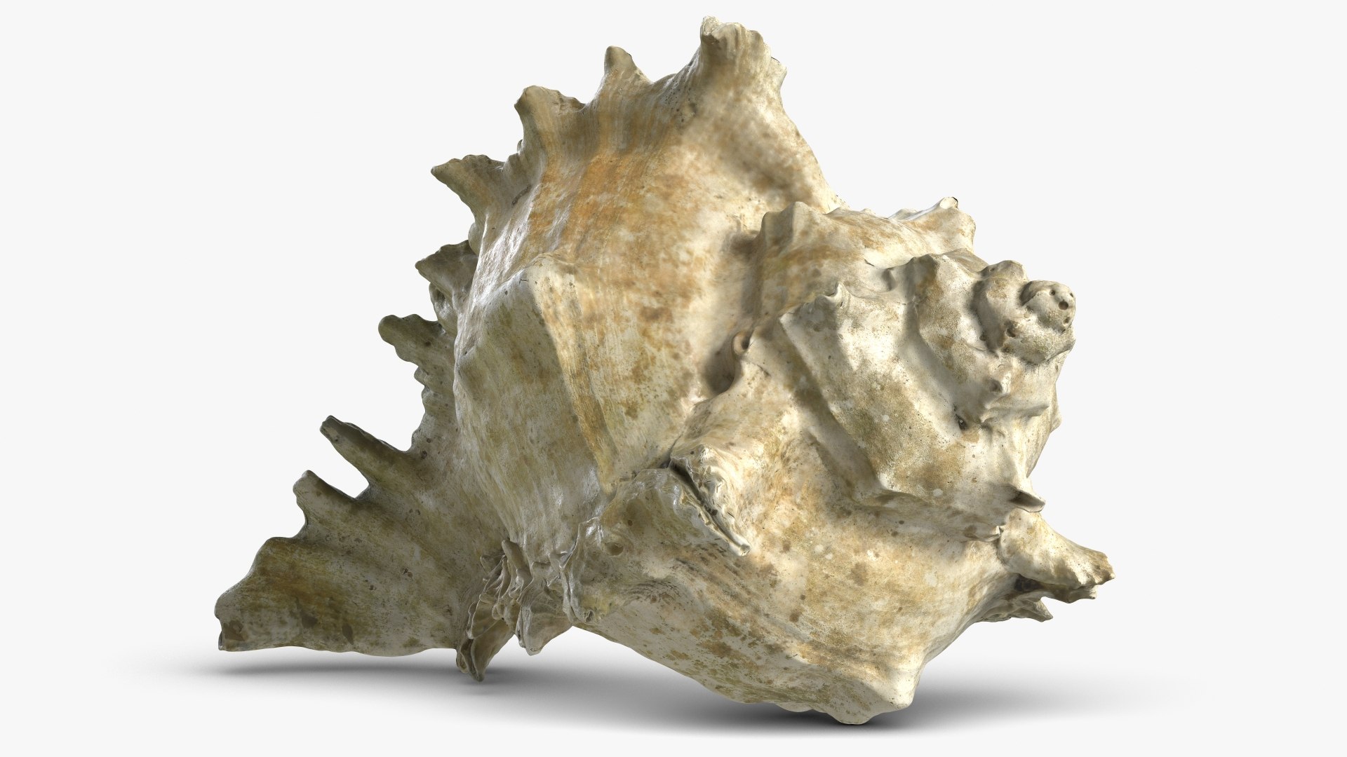 snail shell 3D https://p.turbosquid.com/ts-thumb/Vf/kiC4Jg/xfrzU4a7/1_seashell25_c07/jpg/1604176862/1920x1080/fit_q87/c6df00d54e39eed5e1e2bba065309fac09f01b45/1_seashell25_c07.jpg