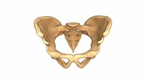 human pelvis low poly 3D model