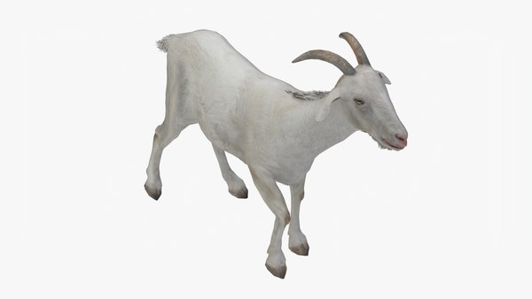 3D Lowpoly Goat - TurboSquid 1992311