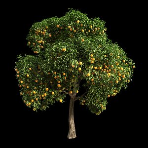 3D fruit tree orange model