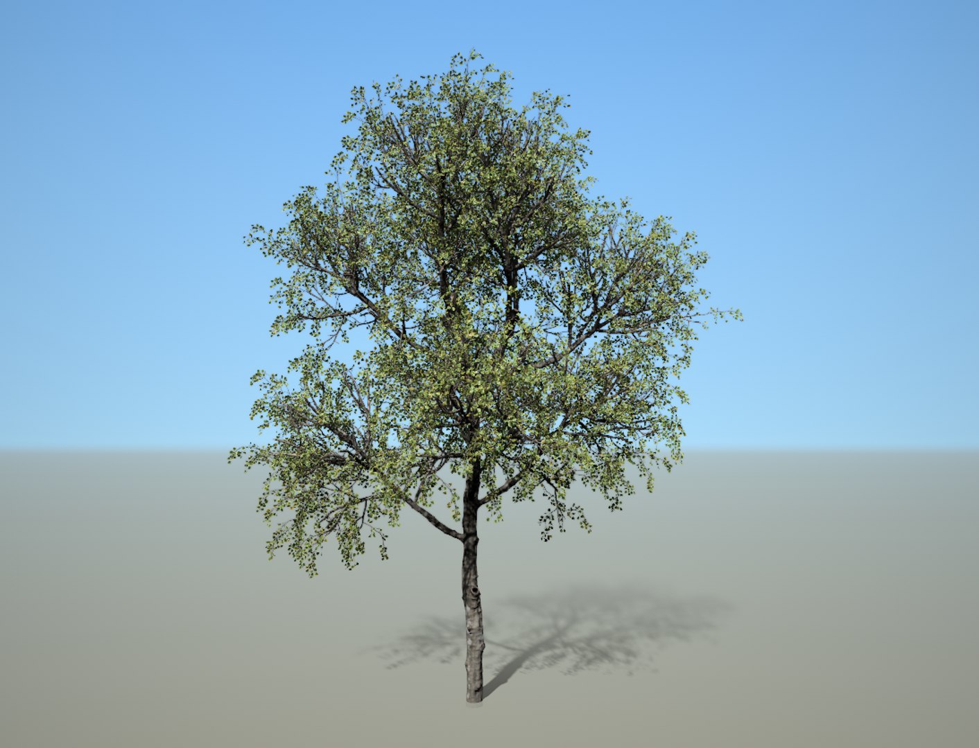 3D Broadleaf Tree - TurboSquid 1501330