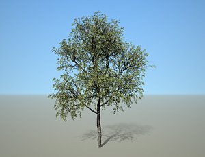 3D broadleaf tree