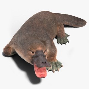 3D model Duck Billed Platypus Fur Rigged