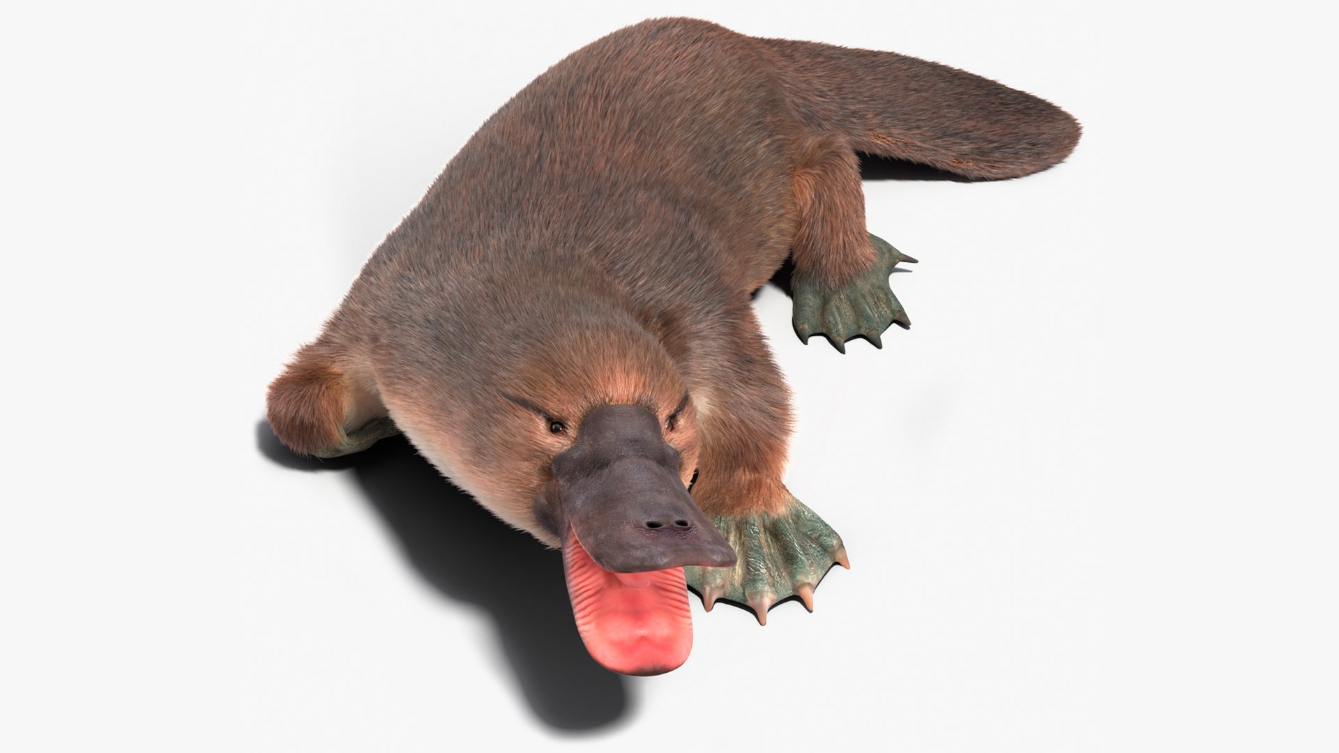 Duck Billed Platypus Fur Rigged 3D model preview
