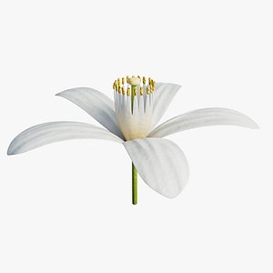 3D Neroli Flower