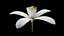 3D Neroli Flower