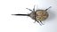 beetle hercules rigged 3D