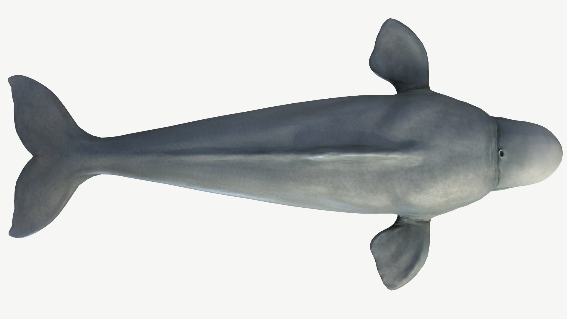 Beluga Whale 3D model https://p.turbosquid.com/ts-thumb/Vg/TsZKjB/VW/4/png/1664602156/1920x1080/fit_q87/b686efad03487d6cc841891b1abee91bf2284cd9/4.jpg
