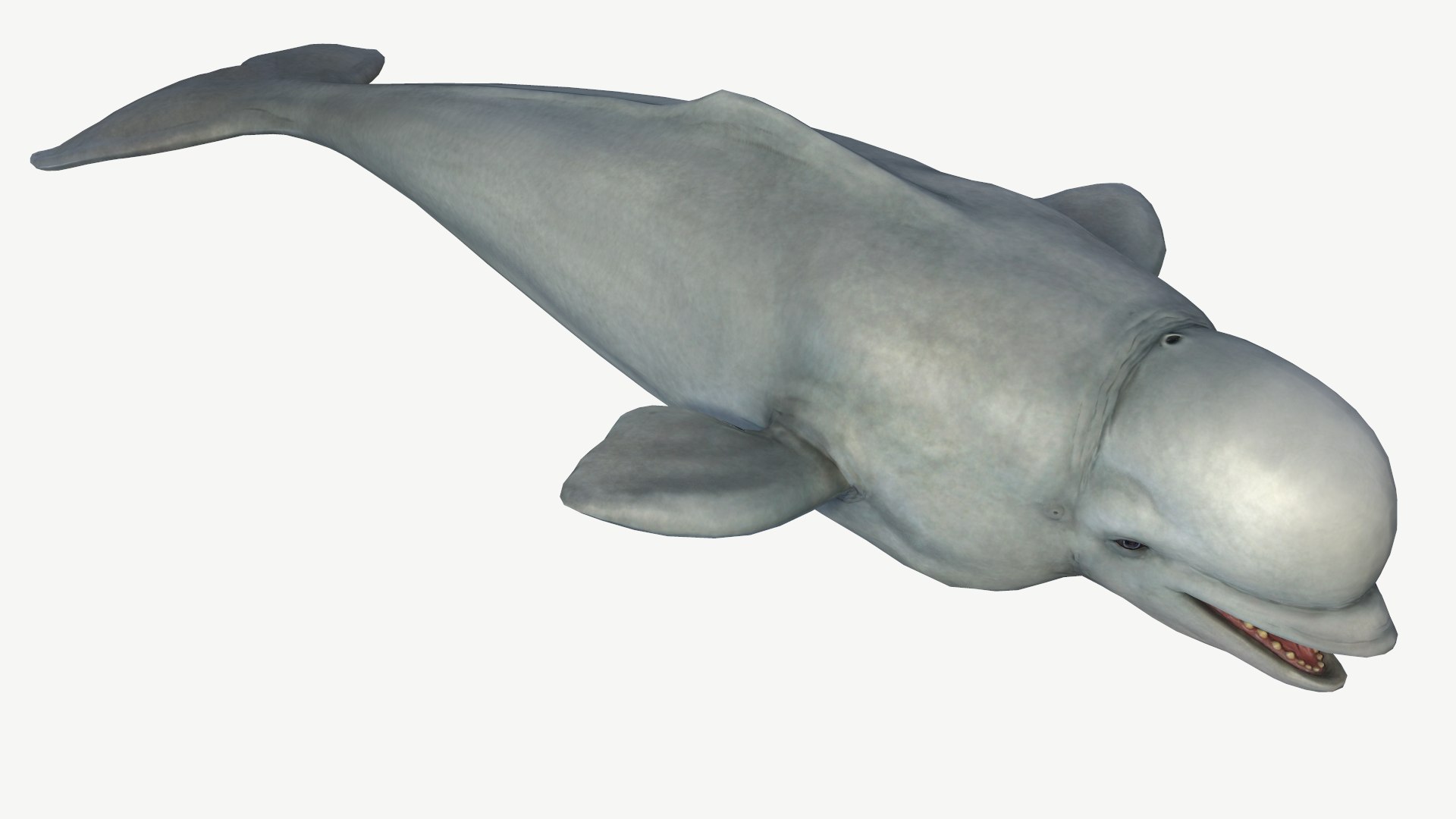 Beluga Whale 3D model https://p.turbosquid.com/ts-thumb/Vg/TsZKjB/a7/5/png/1664602157/1920x1080/fit_q87/16a53558b1c8e97bc2bd2e715c39c1011a71476f/5.jpg