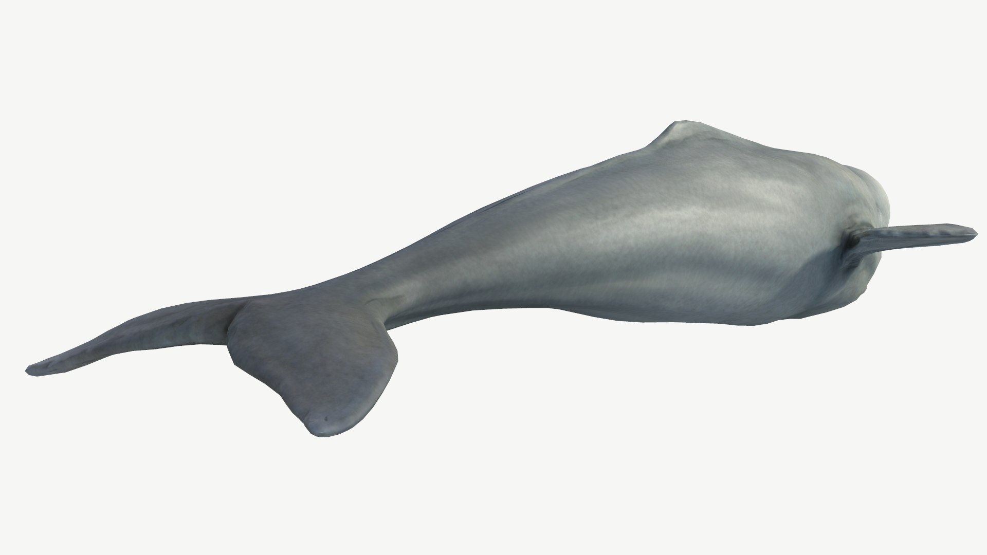 Beluga Whale 3D model https://p.turbosquid.com/ts-thumb/Vg/TsZKjB/gy/3/png/1664602155/1920x1080/fit_q87/38a02353d63ef53a9c92e5f4de4a9718237bac1a/3.jpg