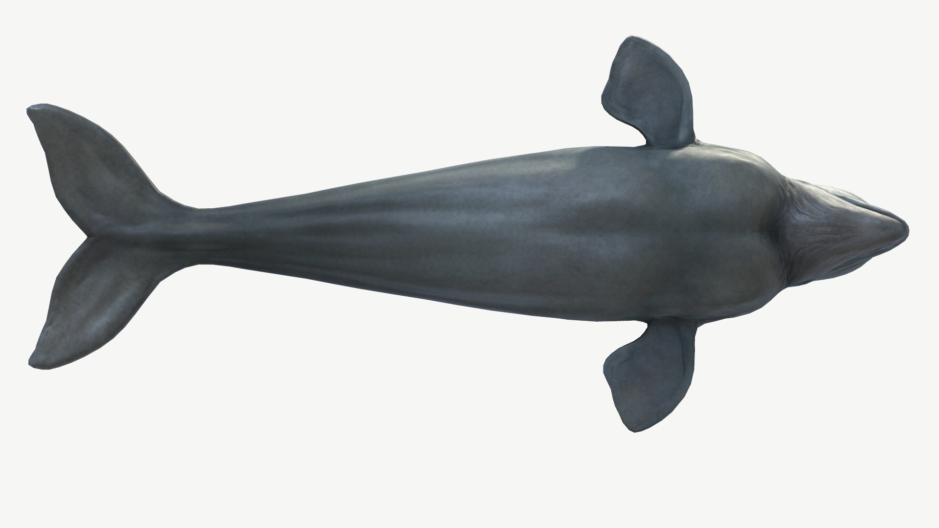 Beluga Whale 3D model https://p.turbosquid.com/ts-thumb/Vg/TsZKjB/sp/7/png/1664602159/1920x1080/fit_q87/87e8bb5dd25f1cdef34e42ec0b557db2a81a3c0f/7.jpg