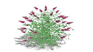 Buddleia-Butterfly Bush-Pink 3D model