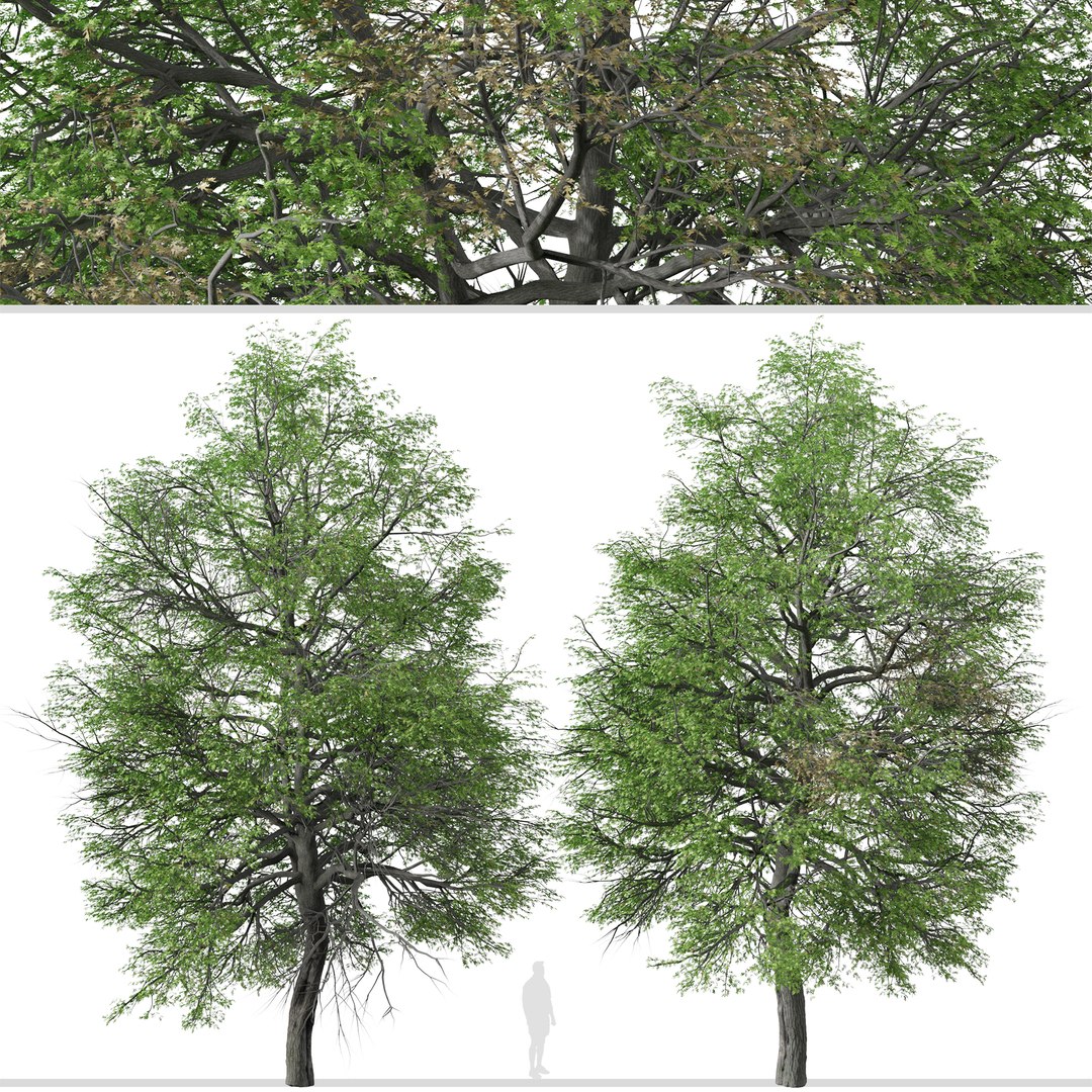 3D Pin Oak Or Quercus Palustris Tree - TurboSquid 1969156