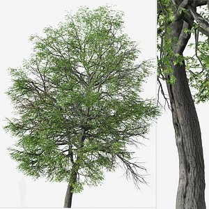 3D Pin oak or Quercus palustris Tree