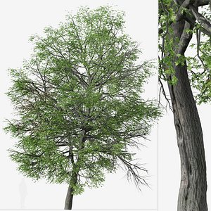 Pin oak or Quercus palustris Tree