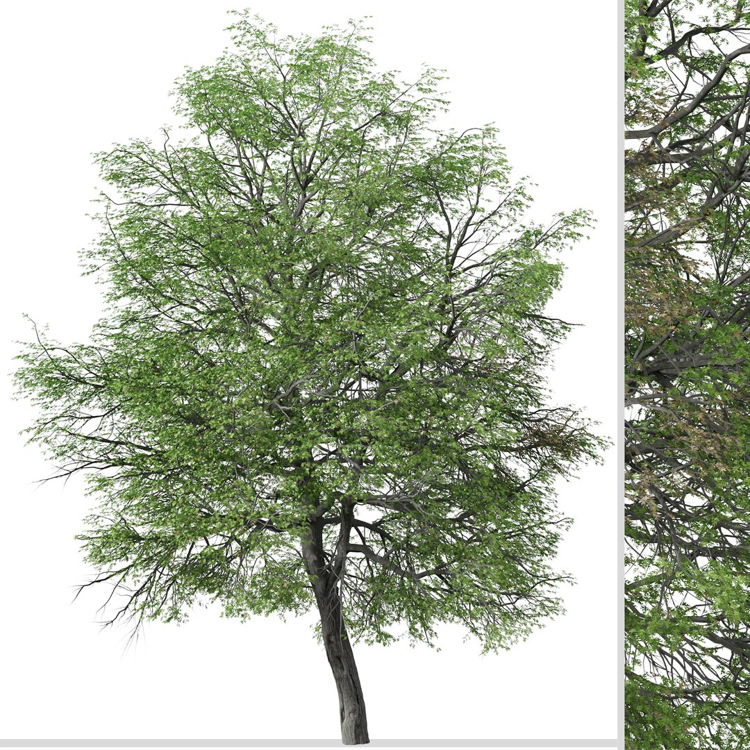 3D Pin Oak Or Quercus Palustris Tree - TurboSquid 1969156