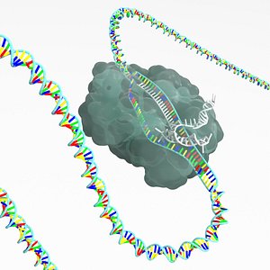 CRISPR-Cas9 Gene Editing Complex (Ladder-style DNA)