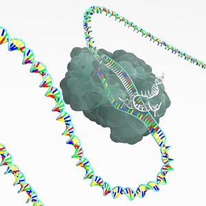 CRISPR-Cas9 Gene Editing Complex (Ladder-style DNA)