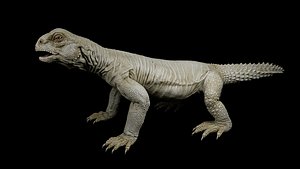 uromastyx lizard 3D