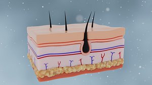 Skin surface  hair growth   pores   hair follicles