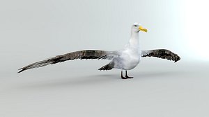 albatross bird