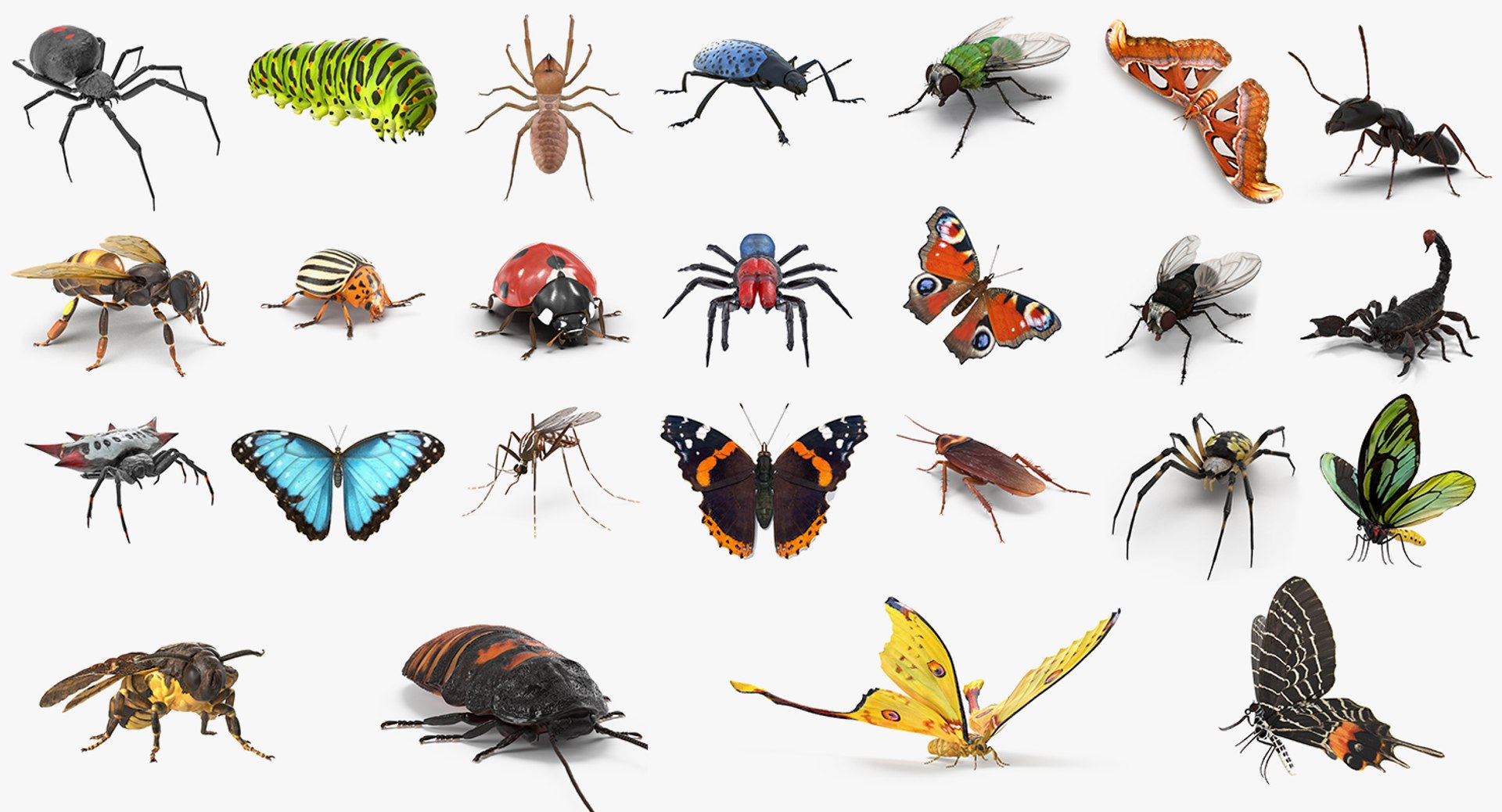 Insects Big Collection Rigged for Cinema 4D 3D model preview