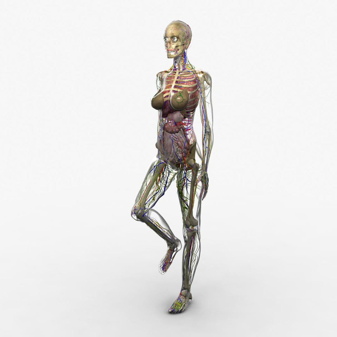 3d ma ultimate complete rigged female https://p.turbosquid.com/ts-thumb/Vh/MdUt5N/2FizUjpG/fullbodywalknew/jpg/1462899150/1920x1080/turn_fit_q99/97d5580820c718a297b024c74557d2ba0387fbd3/fullbodywalknew-1.jpg