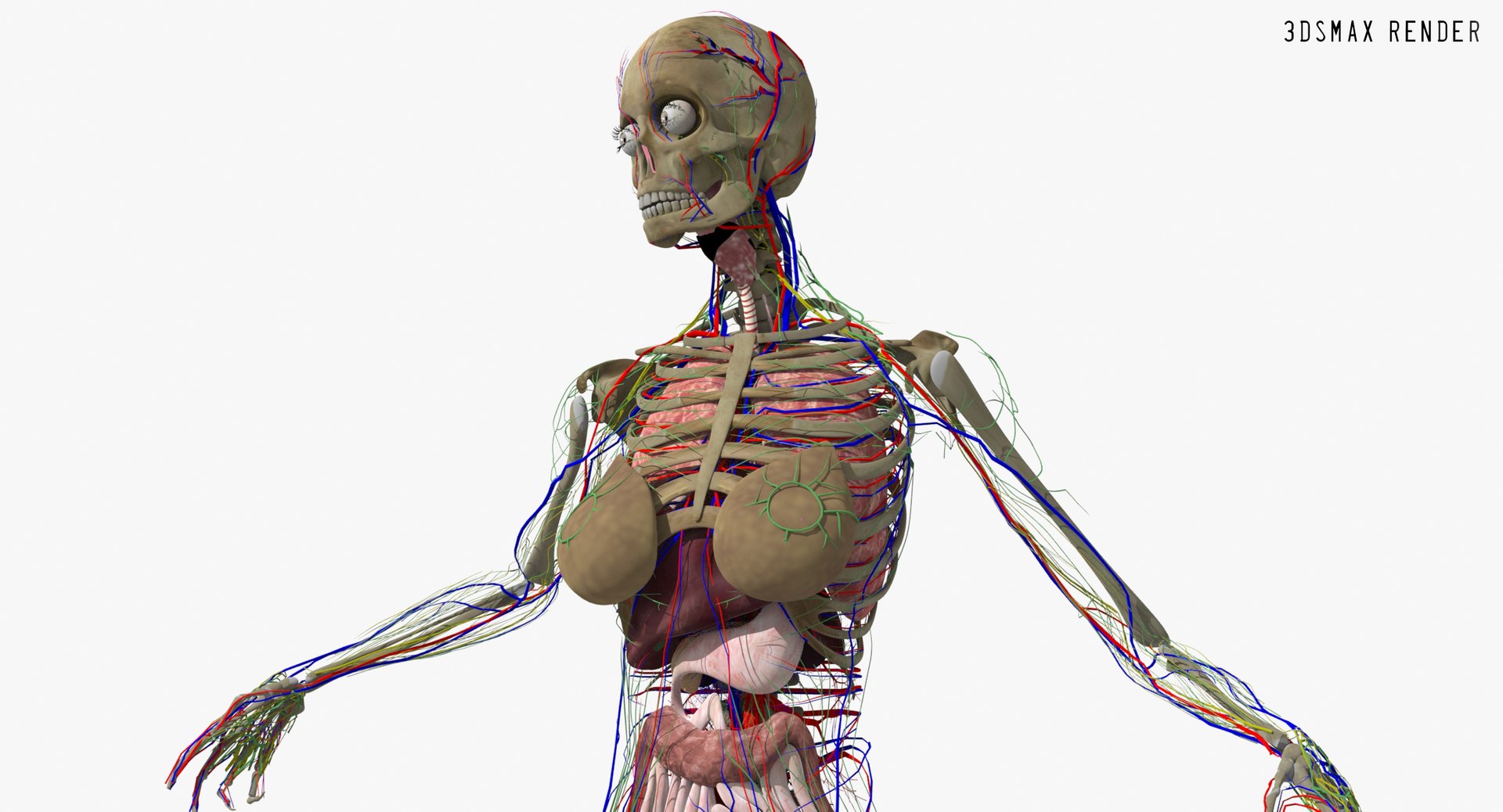 3d ma ultimate complete rigged female https://p.turbosquid.com/ts-thumb/Vh/MdUt5N/6Xz9WmMD/max_002/jpg/1566165610/1920x1080/fit_q87/ff51a9016f5df2eb0e7ec6c8e67b93d7b9071ba6/max_002.jpg