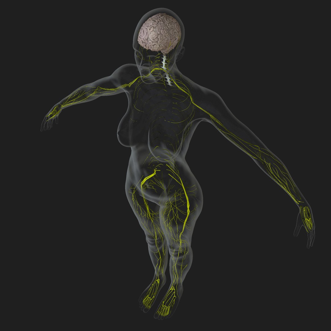3d ma ultimate complete rigged female https://p.turbosquid.com/ts-thumb/Vh/MdUt5N/BSw9GK5G/nerv2/jpg/1462906608/1920x1080/fit_q87/ab41682b21ea11a2b7ecb2cf28dcca4a77aeed5a/nerv2.jpg