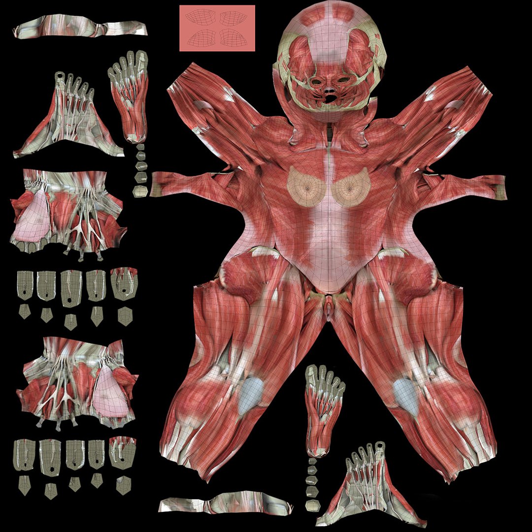 3d ma ultimate complete rigged female https://p.turbosquid.com/ts-thumb/Vh/MdUt5N/F1ibwhdJ/uv/jpg/1462928457/1920x1080/fit_q87/d26d81316f0e7f181187fe8423686a8d6a4e3b06/uv.jpg