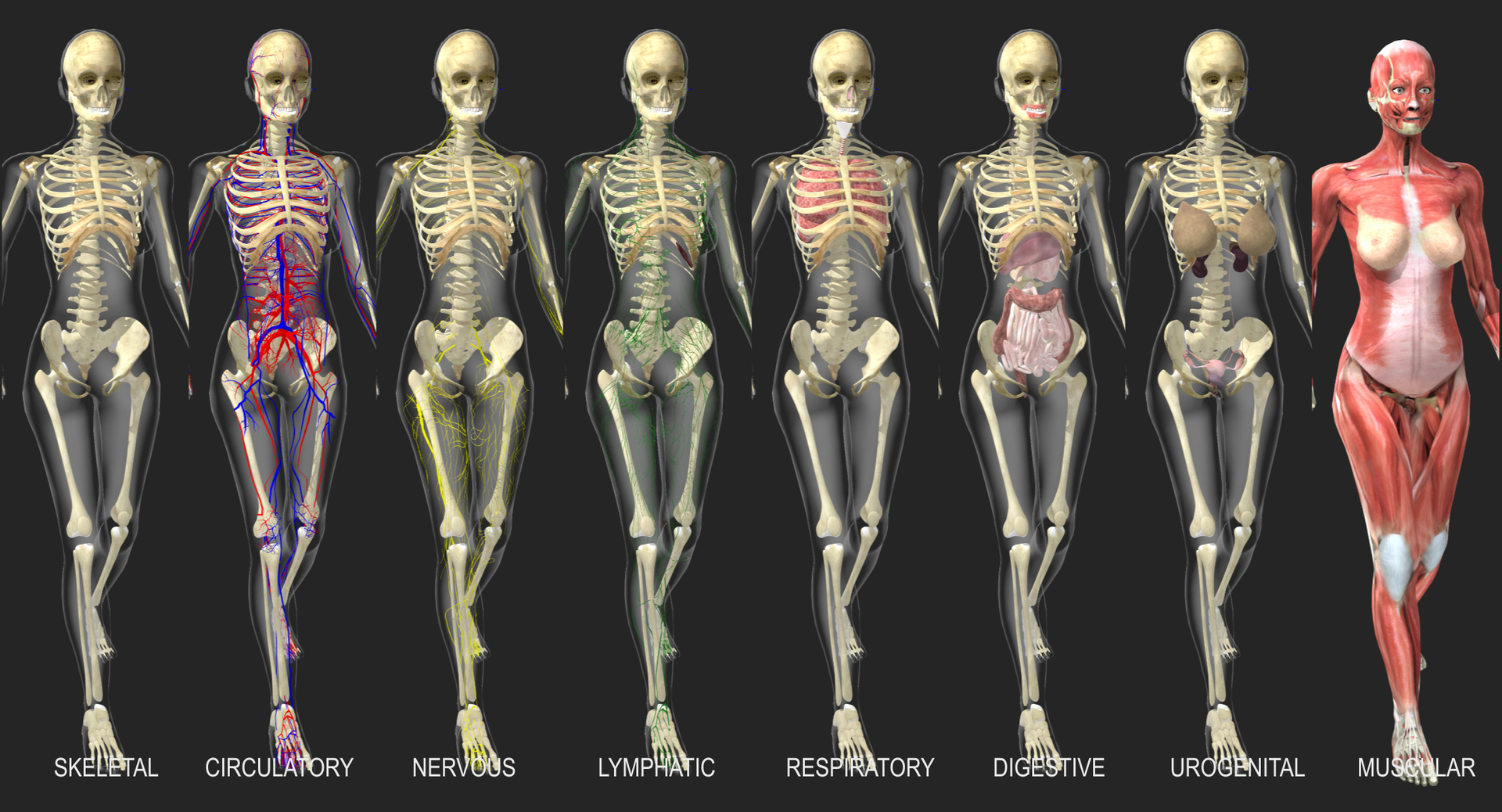 3d ma ultimate complete rigged female https://p.turbosquid.com/ts-thumb/Vh/MdUt5N/I4k134q2/femalesystems/jpg/1542740663/1920x1080/turn_fit_q99/f2fc6c50bfc3fb72c274a603a68b9df6cd16c5c6/femalesystems-1.jpg