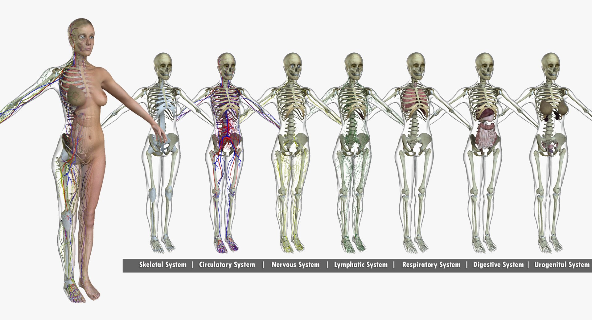 3d ma ultimate complete rigged female https://p.turbosquid.com/ts-thumb/Vh/MdUt5N/R3Vnh8Ke/systems/jpg/1540832005/1920x1080/fit_q87/19eb266c01e28935c12b9c441a2cbcde85d05707/systems.jpg